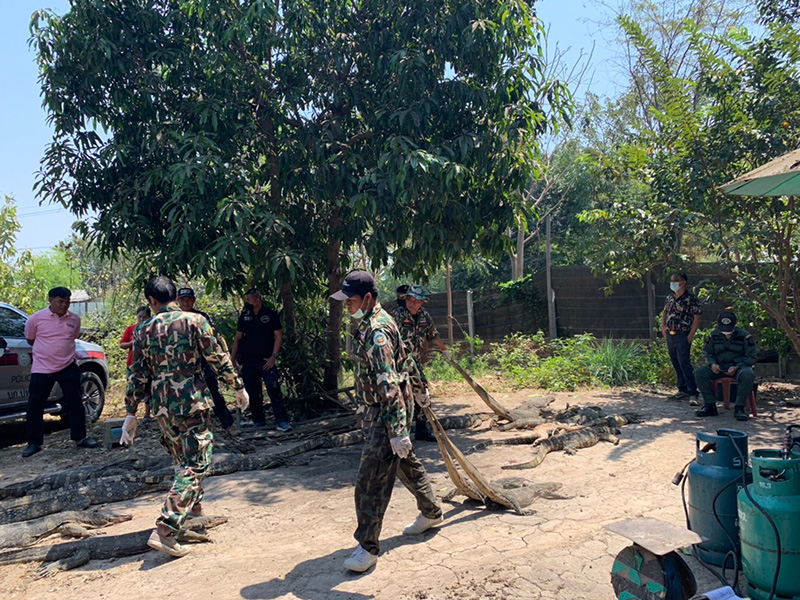 บุกจับแก๊งค้าสัตว์ป่า เจอตัวเงินตัวทองเกือบ 100 ตัว บุกจับแก๊งค้าสัตว์ป่า เจอตัวเงินตัวทองเกือบ 100 ตัว