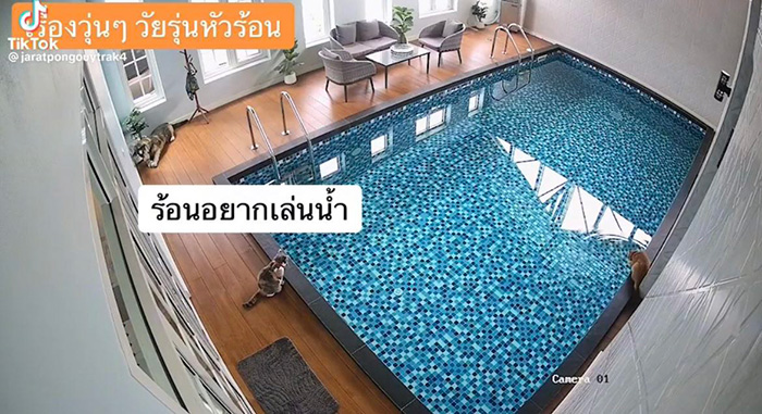 ไวรัลตัวตึงแมวส้ม โดดลงสระก่อนรีบวิ่งเข้าบ้าน ไวรัลตัวตึงแมวส้ม โดดลงสระก่อนรีบวิ่งเข้าบ้าน