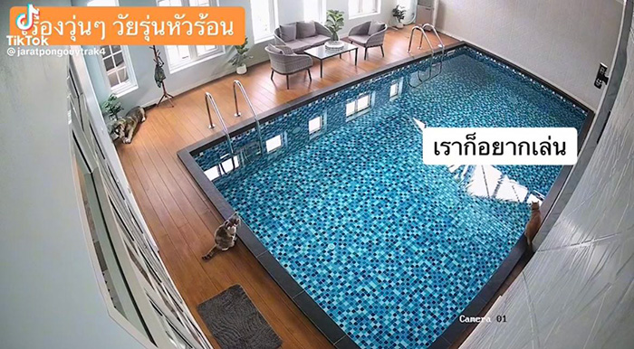 ไวรัลตัวตึงแมวส้ม โดดลงสระก่อนรีบวิ่งเข้าบ้าน ไวรัลตัวตึงแมวส้ม โดดลงสระก่อนรีบวิ่งเข้าบ้าน