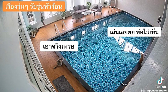 ไวรัลตัวตึงแมวส้ม โดดลงสระก่อนรีบวิ่งเข้าบ้าน ไวรัลตัวตึงแมวส้ม โดดลงสระก่อนรีบวิ่งเข้าบ้าน