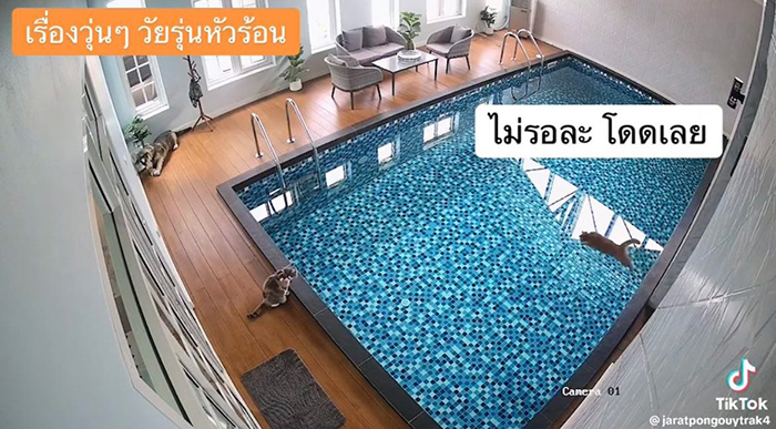 ไวรัลตัวตึงแมวส้ม โดดลงสระก่อนรีบวิ่งเข้าบ้าน ไวรัลตัวตึงแมวส้ม โดดลงสระก่อนรีบวิ่งเข้าบ้าน