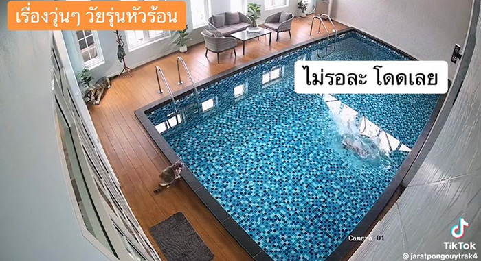 ไวรัลตัวตึงแมวส้ม โดดลงสระก่อนรีบวิ่งเข้าบ้าน ไวรัลตัวตึงแมวส้ม โดดลงสระก่อนรีบวิ่งเข้าบ้าน