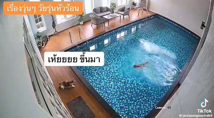 ไวรัลตัวตึงแมวส้ม โดดลงสระก่อนรีบวิ่งเข้าบ้าน ไวรัลตัวตึงแมวส้ม โดดลงสระก่อนรีบวิ่งเข้าบ้าน