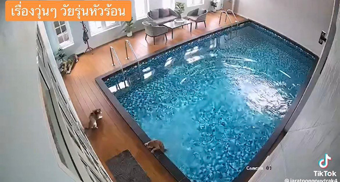 ไวรัลตัวตึงแมวส้ม โดดลงสระก่อนรีบวิ่งเข้าบ้าน ไวรัลตัวตึงแมวส้ม โดดลงสระก่อนรีบวิ่งเข้าบ้าน