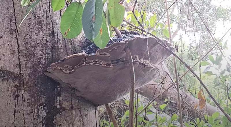 ไวรัลเห็ดพ่นควัน ใครสูดเข้าไปหาหมอด่วน ชาวเน็ตขนลุกระวังเป็นแบบ The Last of Us ไวรัลเห็ดพ่นควัน ใครสูดเข้าไปหาหมอด่วน ชาวเน็ตขนลุกระวังเป็นแบบ The Last of Us