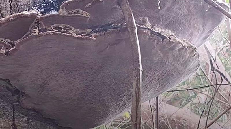 ไวรัลเห็ดพ่นควัน ใครสูดเข้าไปหาหมอด่วน ชาวเน็ตขนลุกระวังเป็นแบบ The Last of Us ไวรัลเห็ดพ่นควัน ใครสูดเข้าไปหาหมอด่วน ชาวเน็ตขนลุกระวังเป็นแบบ The Last of Us