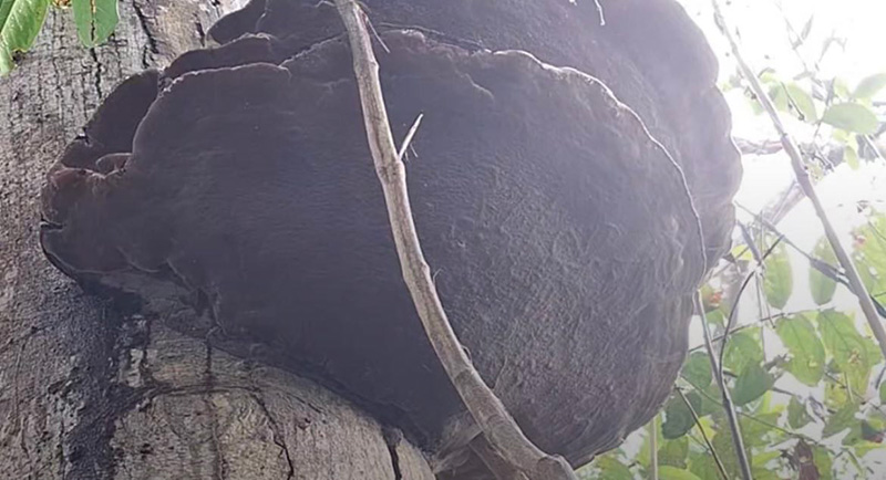 ไวรัลเห็ดพ่นควัน ใครสูดเข้าไปหาหมอด่วน ชาวเน็ตขนลุกระวังเป็นแบบ The Last of Us ไวรัลเห็ดพ่นควัน ใครสูดเข้าไปหาหมอด่วน ชาวเน็ตขนลุกระวังเป็นแบบ The Last of Us