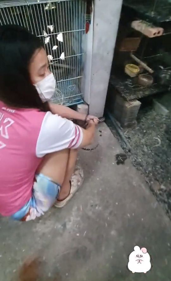 แห่ซูฮก สาวใจเด็ดจับหางงูเหลือมไว้แน่น ปกป้องนกน้อยในกรง แห่ซูฮก สาวใจเด็ดจับหางงูเหลือมไว้แน่น ปกป้องนกน้อยในกรง