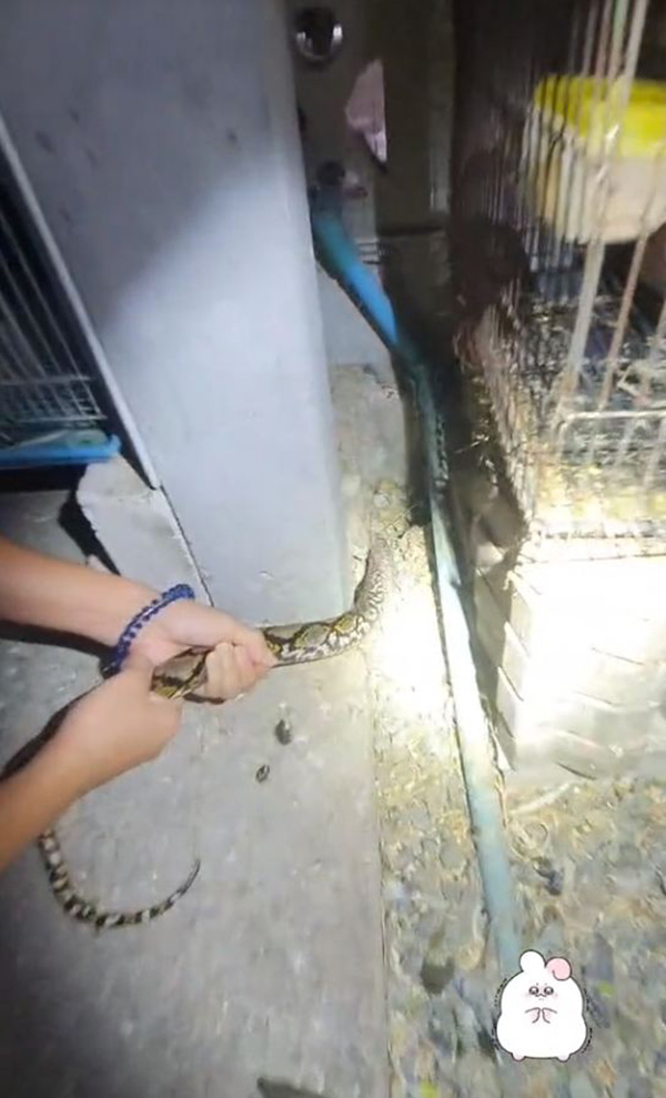 แห่ซูฮก สาวใจเด็ดจับหางงูเหลือมไว้แน่น ปกป้องนกน้อยในกรง แห่ซูฮก สาวใจเด็ดจับหางงูเหลือมไว้แน่น ปกป้องนกน้อยในกรง