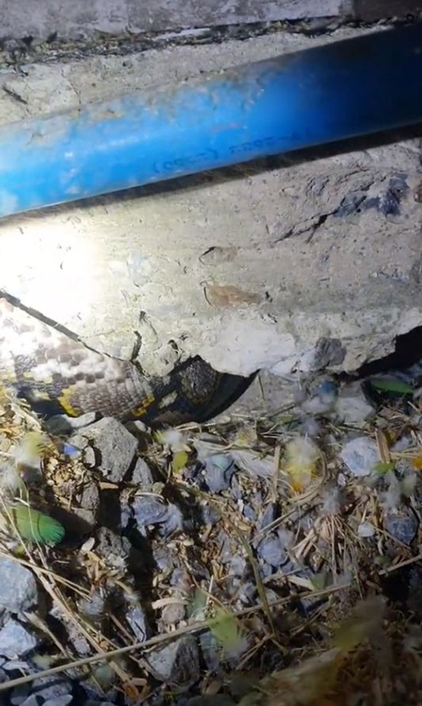 แห่ซูฮก สาวใจเด็ดจับหางงูเหลือมไว้แน่น ปกป้องนกน้อยในกรง แห่ซูฮก สาวใจเด็ดจับหางงูเหลือมไว้แน่น ปกป้องนกน้อยในกรง