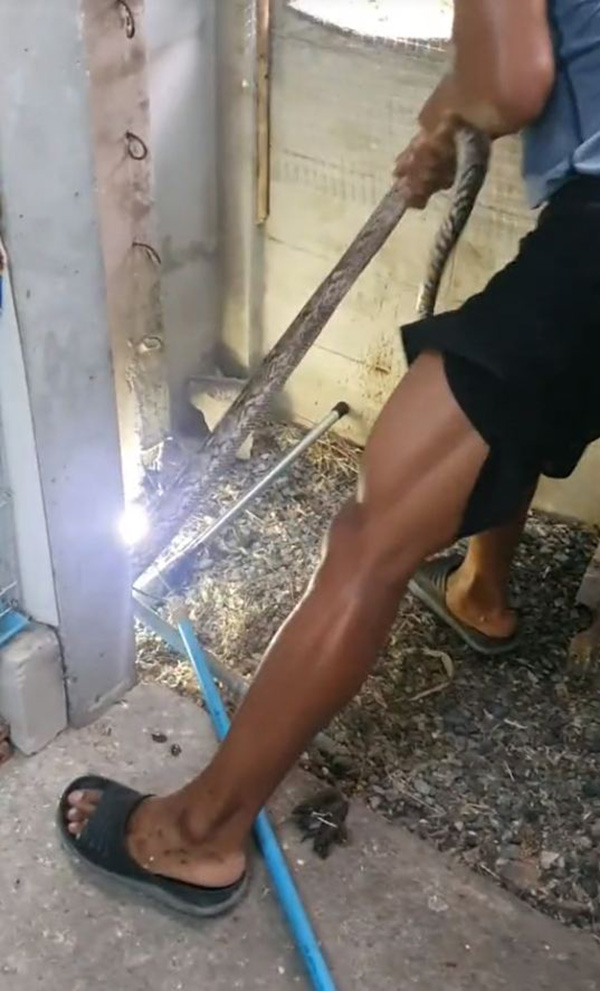 แห่ซูฮก สาวใจเด็ดจับหางงูเหลือมไว้แน่น ปกป้องนกน้อยในกรง แห่ซูฮก สาวใจเด็ดจับหางงูเหลือมไว้แน่น ปกป้องนกน้อยในกรง