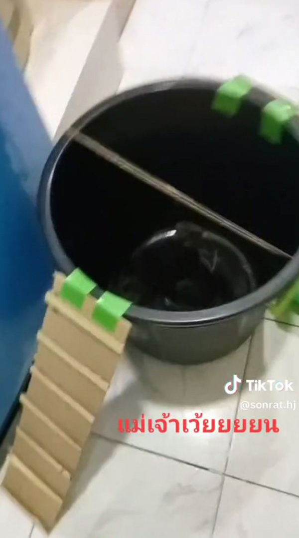 DIY ถังกับดักหนู หวังตกมาสักตัว DIY ถังกับดักหนู หวังตกมาสักตัว