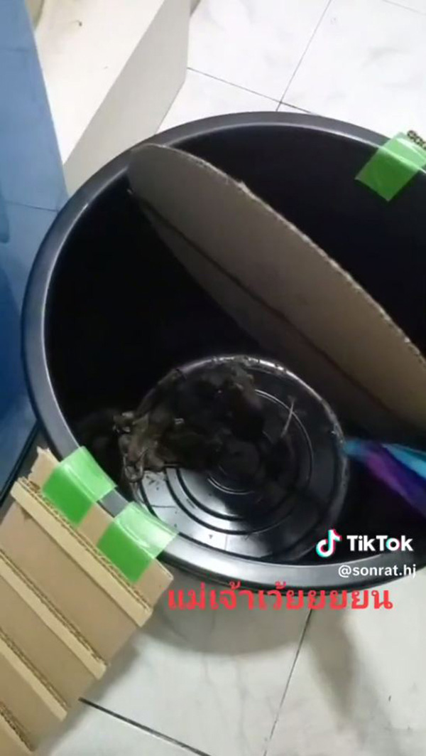 DIY ถังกับดักหนู หวังตกมาสักตัว DIY ถังกับดักหนู หวังตกมาสักตัว