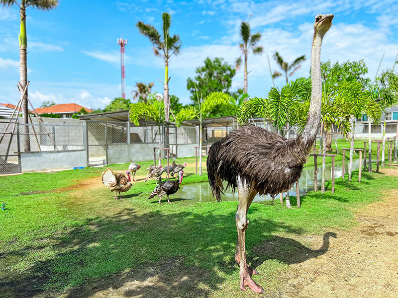 Osauce Mini zoo ประกาศปิดถาวร หลัง นทท ทำร้ายสัตว์ Osauce Mini zoo ประกาศปิดถาวร หลัง นทท ทำร้ายสัตว์