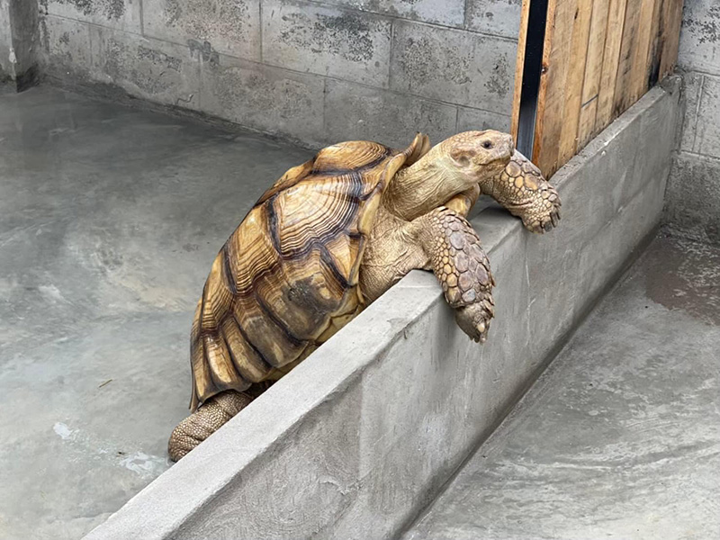 Osauce Mini zoo ประกาศปิดถาวร หลัง นทท ทำร้ายสัตว์ Osauce Mini zoo ประกาศปิดถาวร หลัง นทท ทำร้ายสัตว์