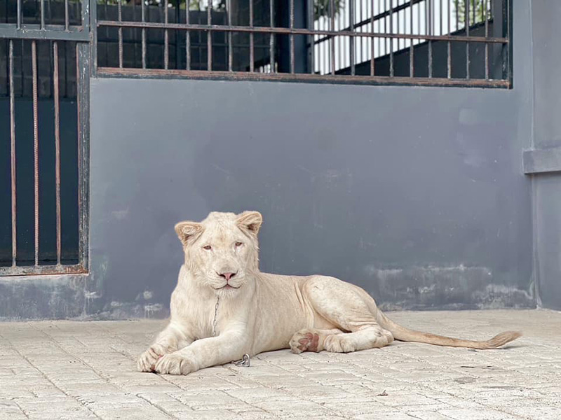 Osauce Mini zoo ประกาศปิดถาวร หลัง นทท ทำร้ายสัตว์ Osauce Mini zoo ประกาศปิดถาวร หลัง นทท ทำร้ายสัตว์