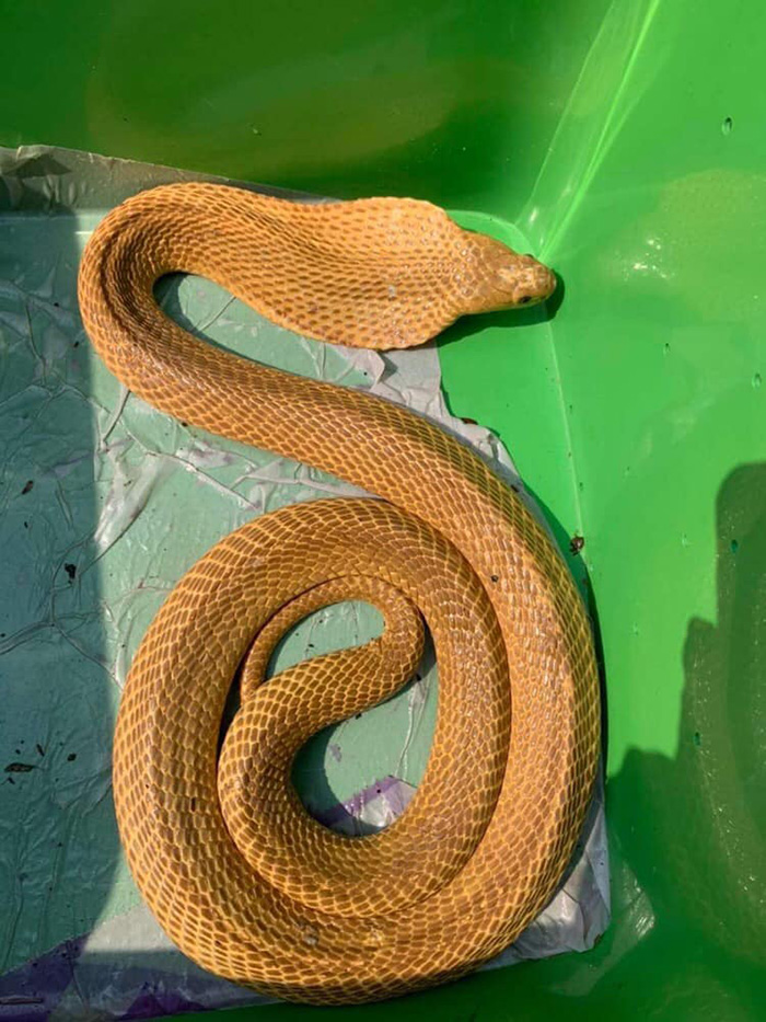 งูเห่าสีทอง โผล่หลังสวนยาง หนุ่มเก็บมาเลี้ยงเพราะสวย งูเห่าสีทอง โผล่หลังสวนยาง หนุ่มเก็บมาเลี้ยงเพราะสวย