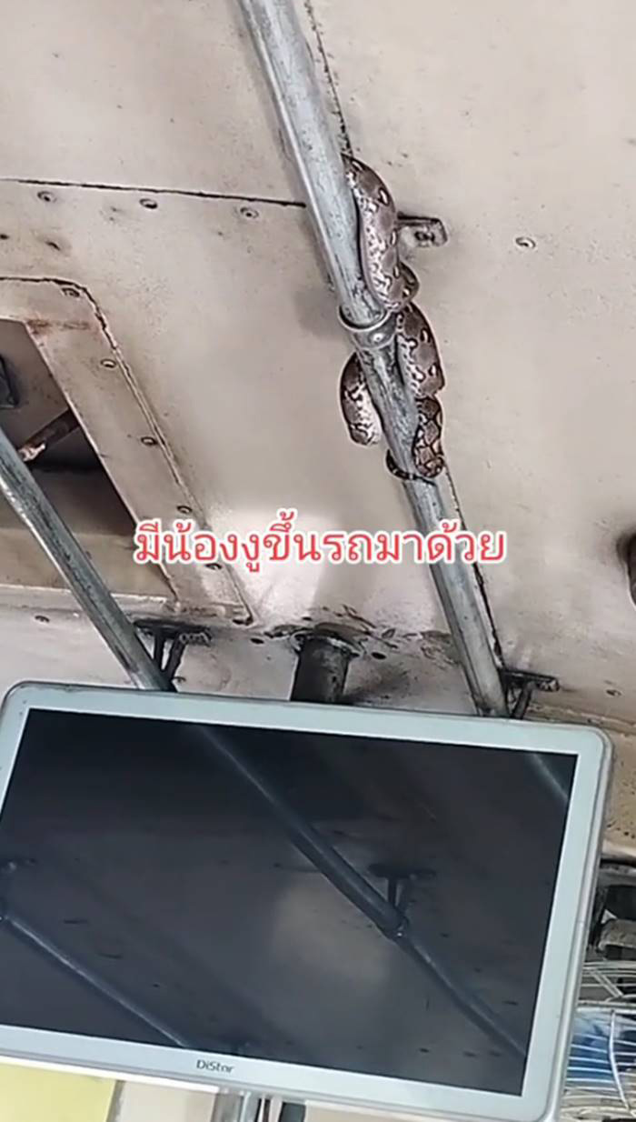 ขสมก แจงไวรัล งูขึ้นรถเมล์ มันเข้ามาได้ยังไง เผยบทสรุปเรื่องนี้คนขับใจนิ่งมาก ขสมก แจงไวรัล งูขึ้นรถเมล์ มันเข้ามาได้ยังไง เผยบทสรุปเรื่องนี้คนขับใจนิ่งมาก