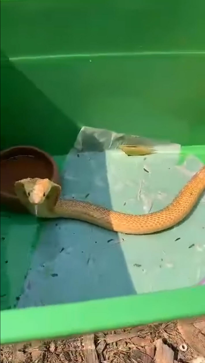 งูเห่าสีทอง โผล่หลังสวนยาง หนุ่มเก็บมาเลี้ยงเพราะสวย งูเห่าสีทอง โผล่หลังสวนยาง หนุ่มเก็บมาเลี้ยงเพราะสวย