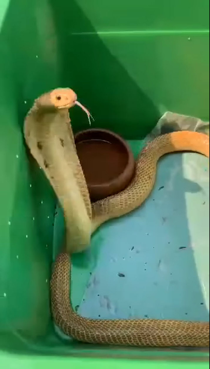 งูเห่าสีทอง โผล่หลังสวนยาง หนุ่มเก็บมาเลี้ยงเพราะสวย งูเห่าสีทอง โผล่หลังสวนยาง หนุ่มเก็บมาเลี้ยงเพราะสวย