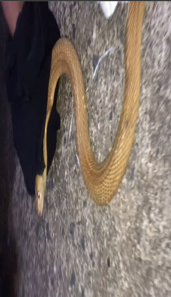 งูเห่าสีทอง โผล่หลังสวนยาง หนุ่มเก็บมาเลี้ยงเพราะสวย งูเห่าสีทอง โผล่หลังสวนยาง หนุ่มเก็บมาเลี้ยงเพราะสวย