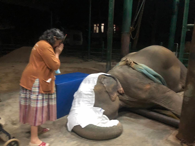 จำใจการุณยฆาต พังสีเวย จำใจการุณยฆาต พังสีเวย