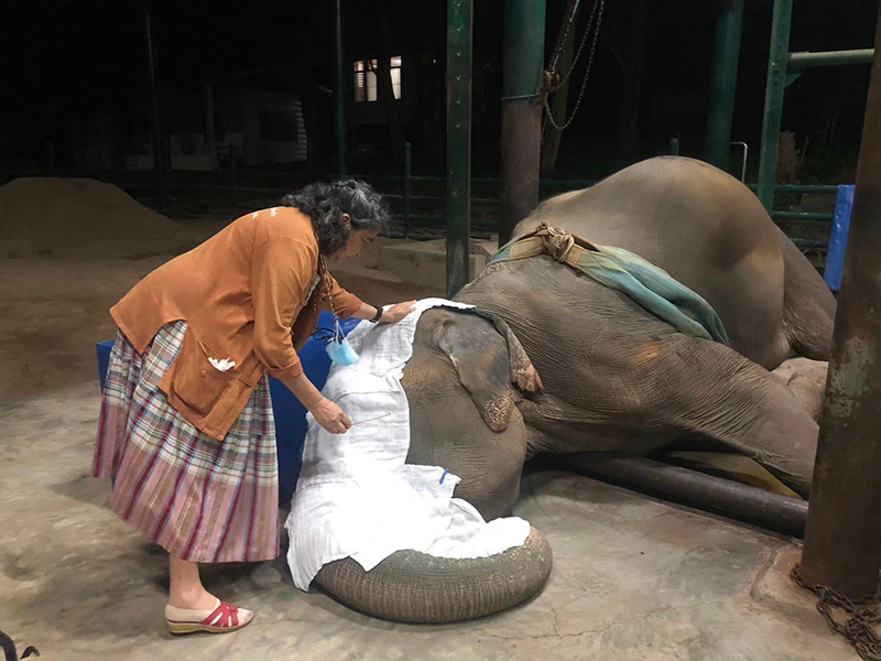 จำใจการุณยฆาต พังสีเวย จำใจการุณยฆาต พังสีเวย