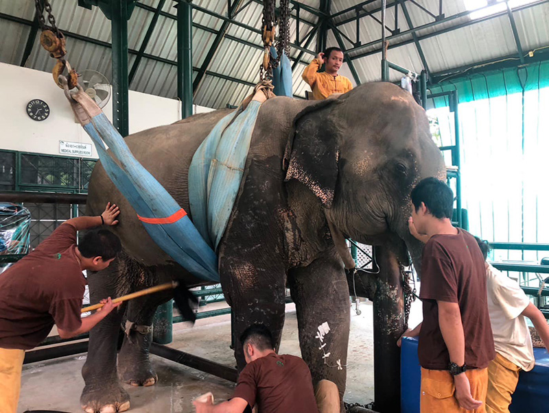 จำใจการุณยฆาต พังสีเวย จำใจการุณยฆาต พังสีเวย