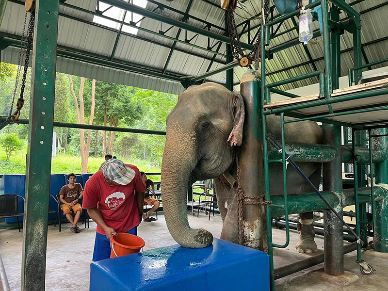 จำใจการุณยฆาต พังสีเวย จำใจการุณยฆาต พังสีเวย