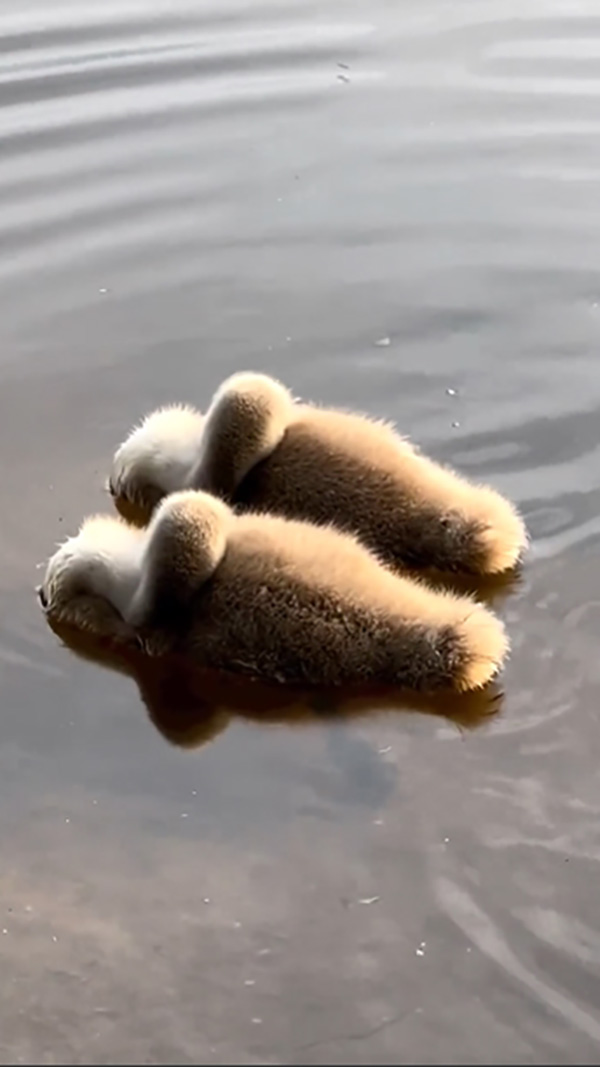 เจ้าขนปุยนอนลอยคอคู่ คนเพ่งดูจนน้องเฉลยตัว เซอร์ไพรส์นึกไม่ถึง เจ้าขนปุยนอนลอยคอคู่ คนเพ่งดูจนน้องเฉลยตัว เซอร์ไพรส์นึกไม่ถึง