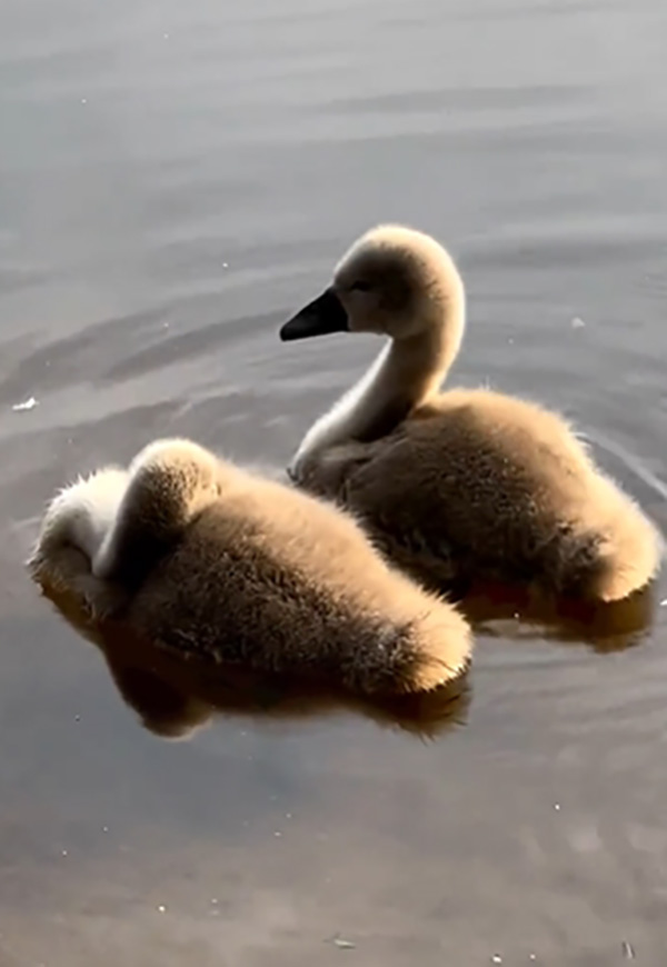 เจ้าขนปุยนอนลอยคอคู่ คนเพ่งดูจนน้องเฉลยตัว เซอร์ไพรส์นึกไม่ถึง เจ้าขนปุยนอนลอยคอคู่ คนเพ่งดูจนน้องเฉลยตัว เซอร์ไพรส์นึกไม่ถึง