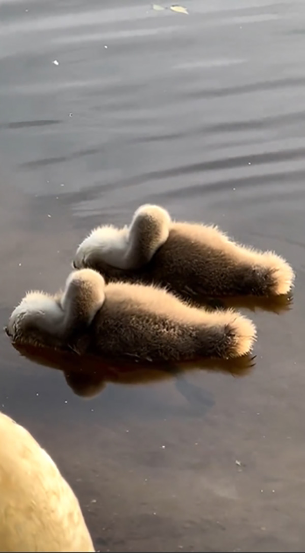 เจ้าขนปุยนอนลอยคอคู่ คนเพ่งดูจนน้องเฉลยตัว เซอร์ไพรส์นึกไม่ถึง เจ้าขนปุยนอนลอยคอคู่ คนเพ่งดูจนน้องเฉลยตัว เซอร์ไพรส์นึกไม่ถึง