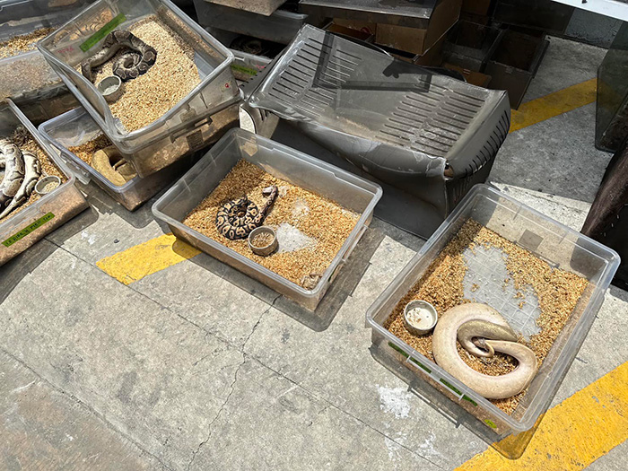 อธิบายปรากกฏการณ์ งูกัดตัวเองตายหมู่ อธิบายปรากกฏการณ์ งูกัดตัวเองตายหมู่