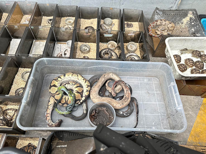 อธิบายปรากกฏการณ์ งูกัดตัวเองตายหมู่ อธิบายปรากกฏการณ์ งูกัดตัวเองตายหมู่