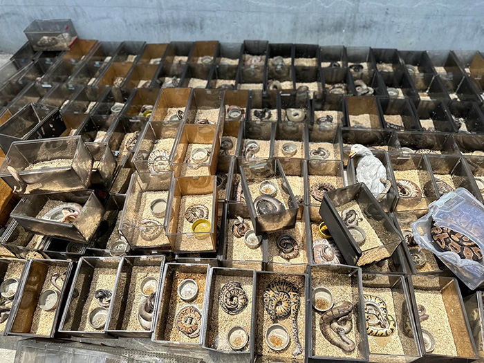 อธิบายปรากกฏการณ์ งูกัดตัวเองตายหมู่ อธิบายปรากกฏการณ์ งูกัดตัวเองตายหมู่