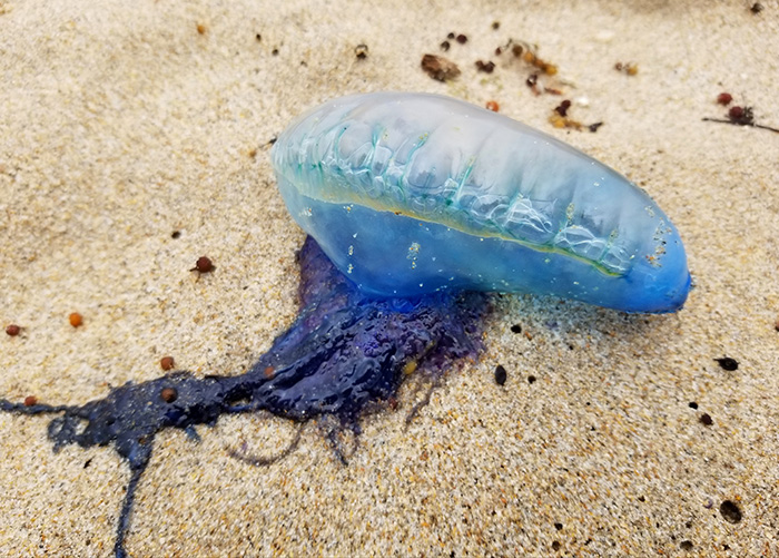 ภาพนี้มีสัตว์อันตรายซ่อนอยู่เพียบ ภาพนี้มีสัตว์อันตรายซ่อนอยู่เพียบ