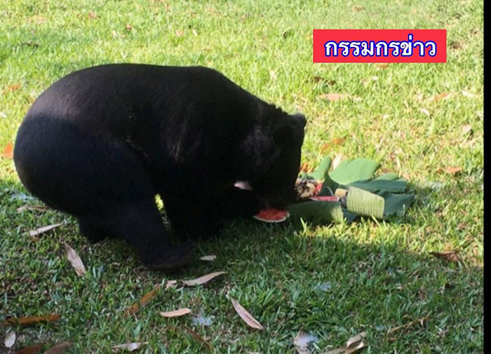 หมีควาย หมีควาย