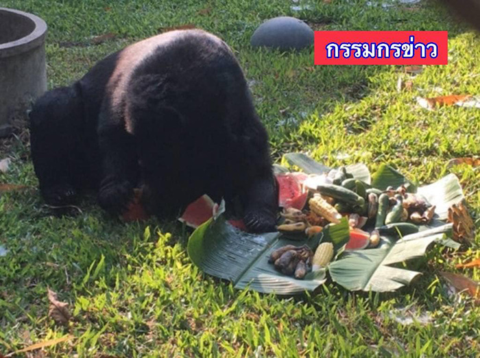 หมีควาย หมีควาย