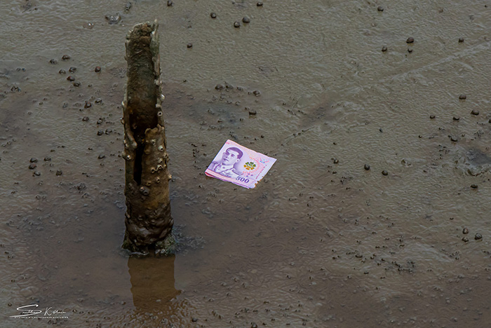 เจอแบงก์ 500 บนป่าชายเลน เจอแบงก์ 500 บนป่าชายเลน