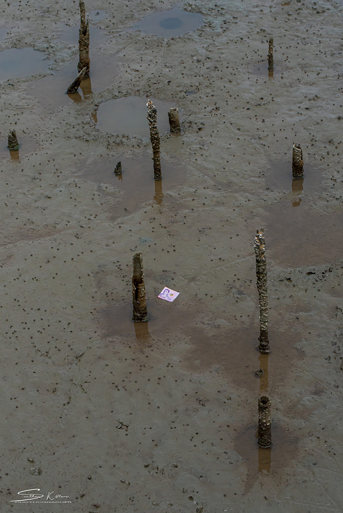 เจอแบงก์ 500 บนป่าชายเลน เจอแบงก์ 500 บนป่าชายเลน