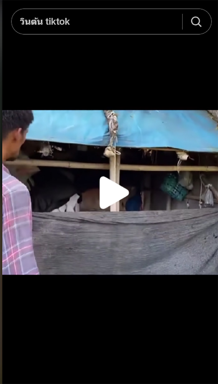 วินต้น TIkTok วินต้น TIkTok