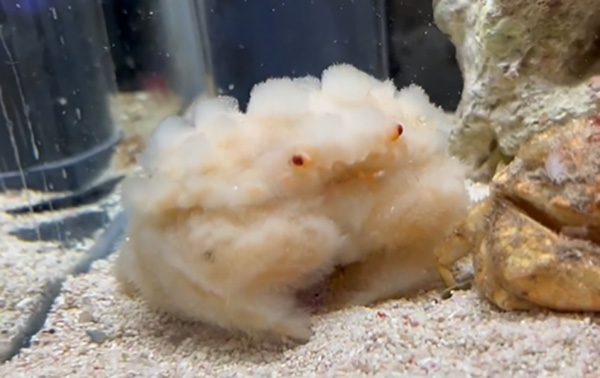 สัตว์น้ำสุดคิวต์ สัตว์น้ำสุดคิวต์