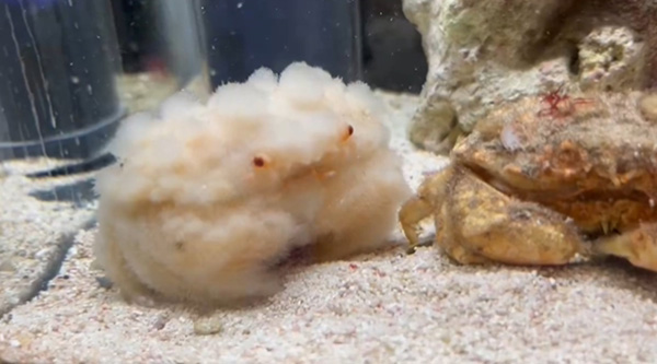 สัตว์น้ำสุดคิวต์ สัตว์น้ำสุดคิวต์