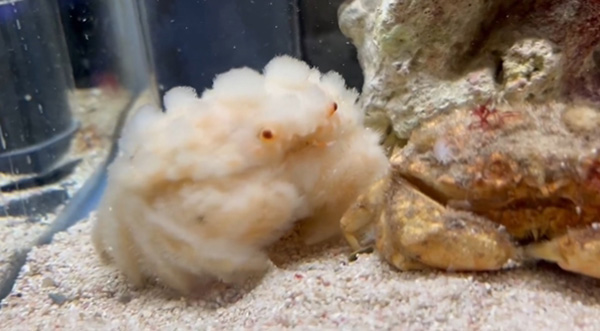 สัตว์น้ำสุดคิวต์ สัตว์น้ำสุดคิวต์