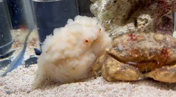 สัตว์น้ำสุดคิวต์ สัตว์น้ำสุดคิวต์