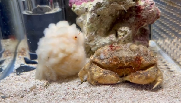 สัตว์น้ำสุดคิวต์ สัตว์น้ำสุดคิวต์