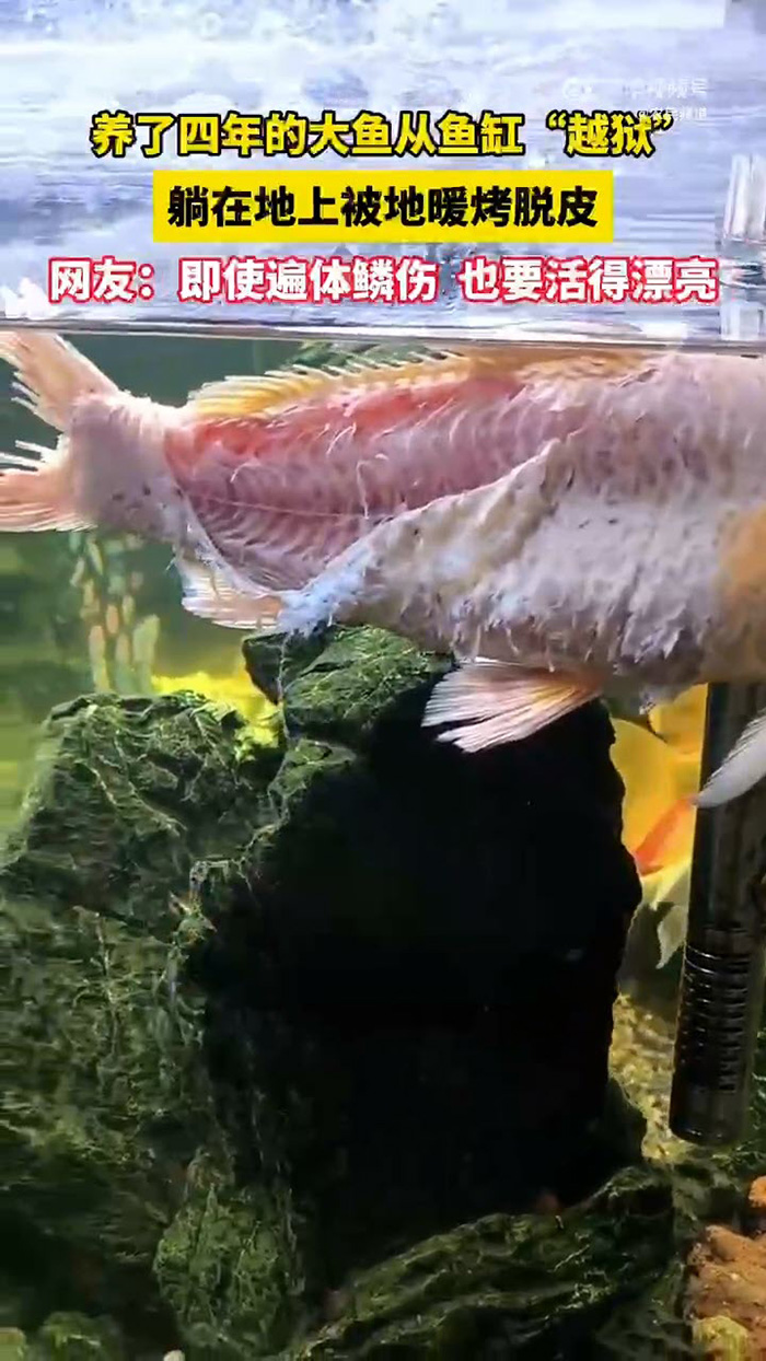 ปลาคาร์ฟสภาพสู้ชีวิต ปลาคาร์ฟสภาพสู้ชีวิต