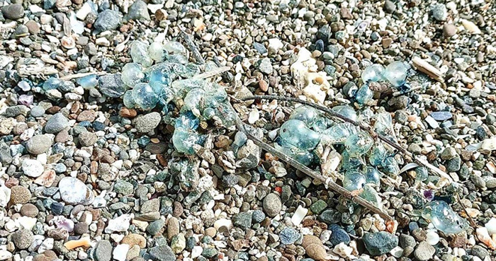 ภาพนี้มีสัตว์อันตรายซ่อนอยู่เพียบ ภาพนี้มีสัตว์อันตรายซ่อนอยู่เพียบ