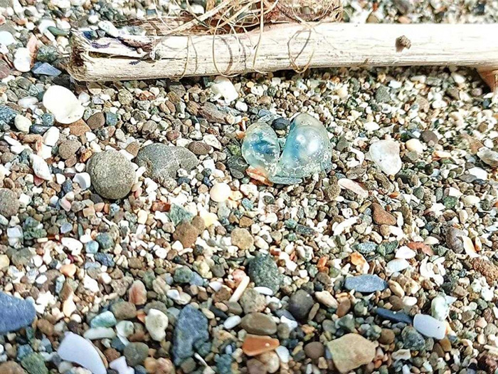 ภาพนี้มีสัตว์อันตรายซ่อนอยู่เพียบ ภาพนี้มีสัตว์อันตรายซ่อนอยู่เพียบ