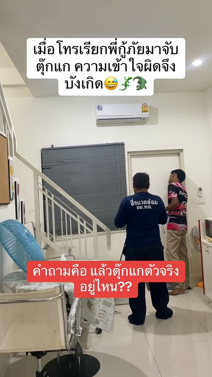 กู้ภัยมาบ้านช่วยจับตุ๊กแก กู้ภัยมาบ้านช่วยจับตุ๊กแก